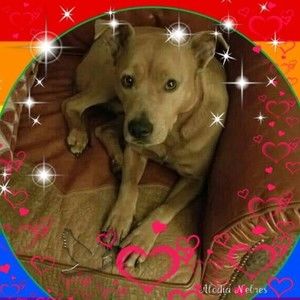 Meet your Posher, Donna